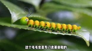 娱乐吃瓜酱毛毛虫